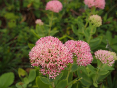 c0117007_22101231.jpg