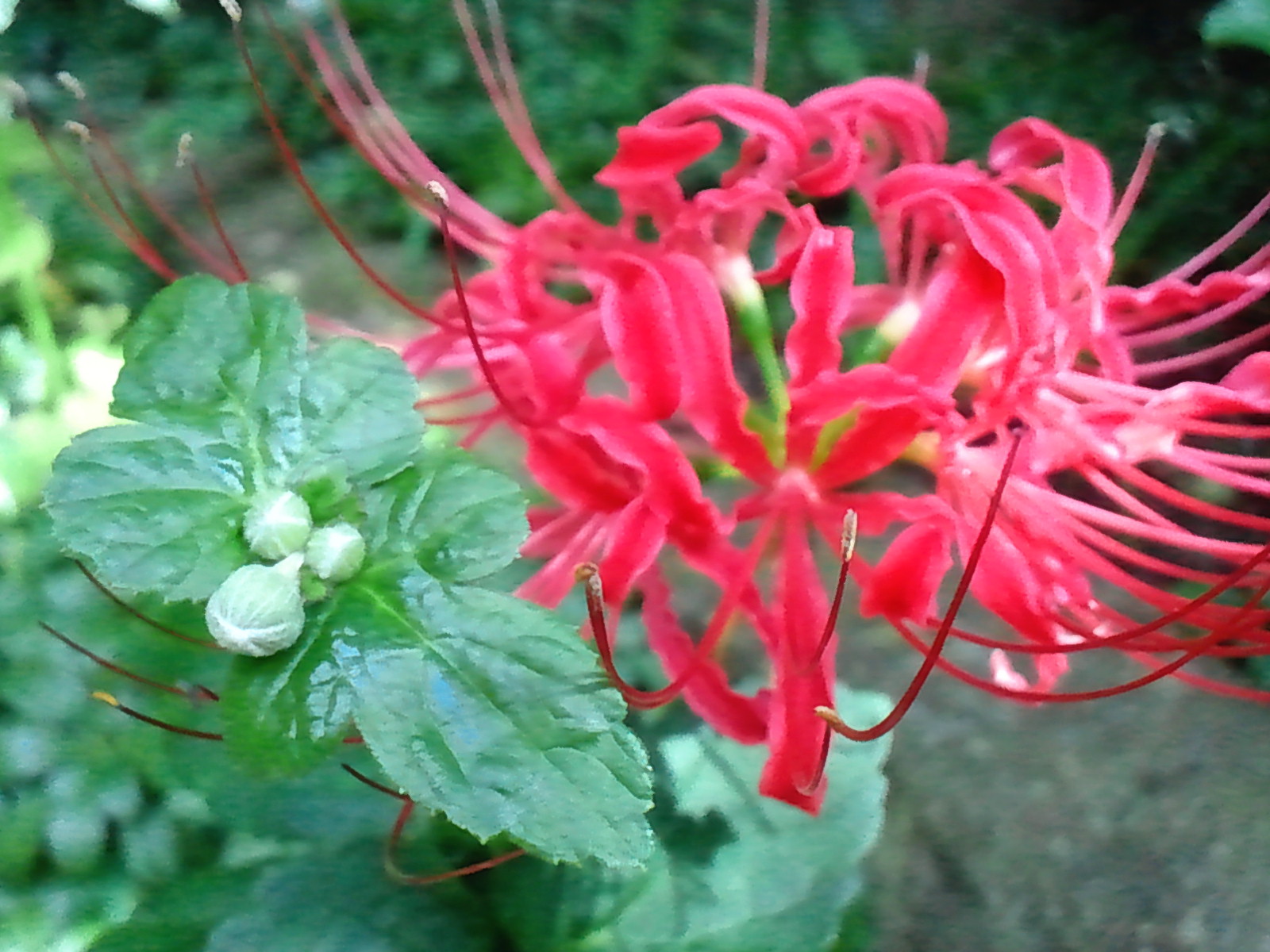 c0062511_21385365.jpg