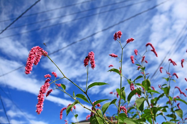 a0242438_19102958.jpg
