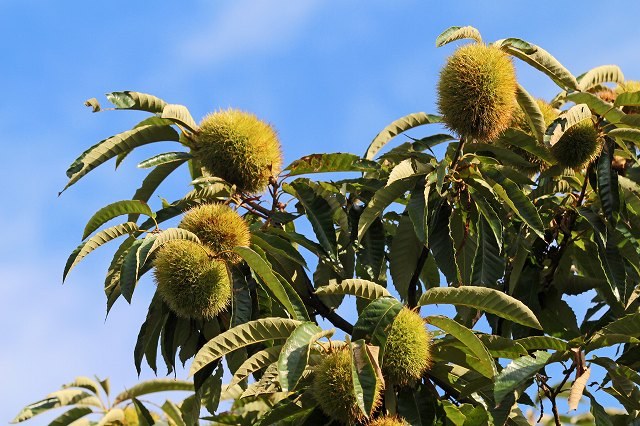 a0242438_1992196.jpg