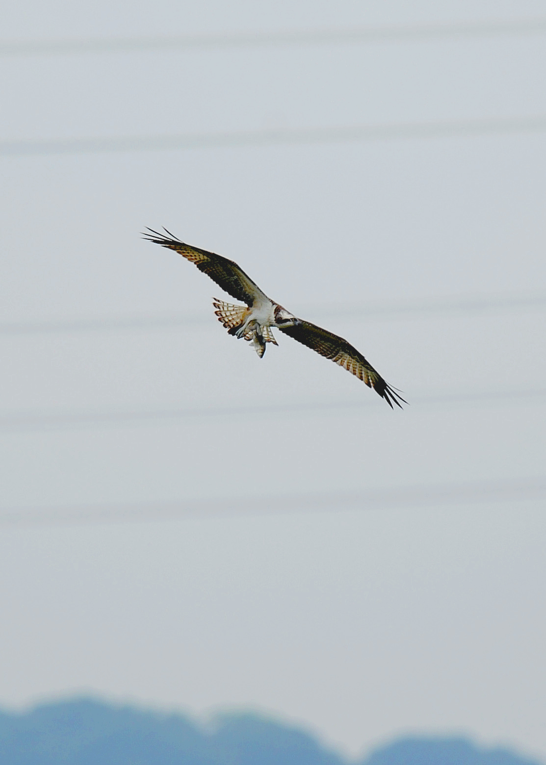 d0290240_20093110.gif