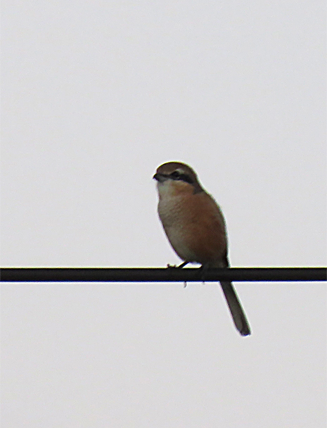 f0214649_9335371.jpg