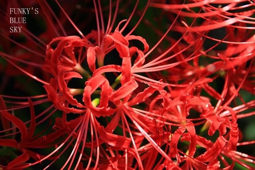 c0145250_19313126.jpg