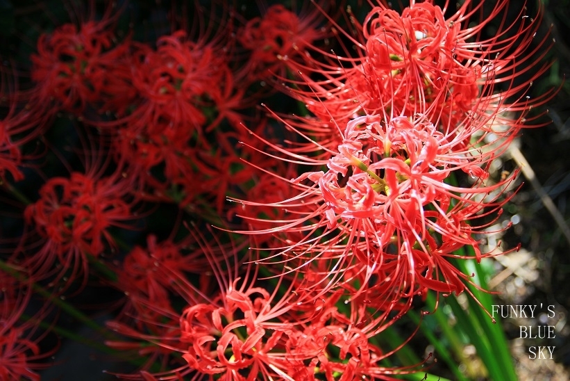 c0145250_19314439.jpg