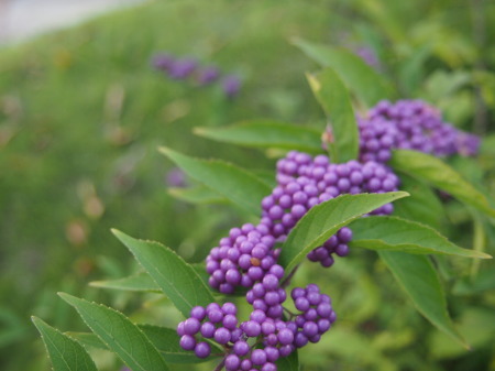 b0246758_20524118.jpg