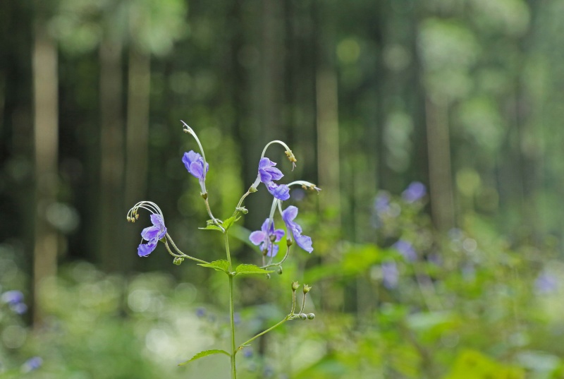 f0000789_10314797.jpg