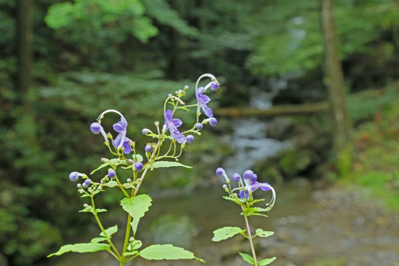 f0000789_10315456.jpg