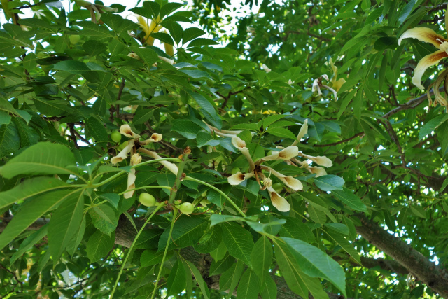 b0064411_15353873.jpg