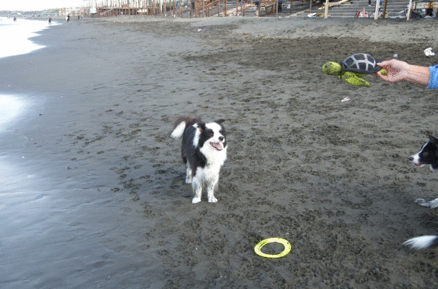 a0232619_13104346.gif