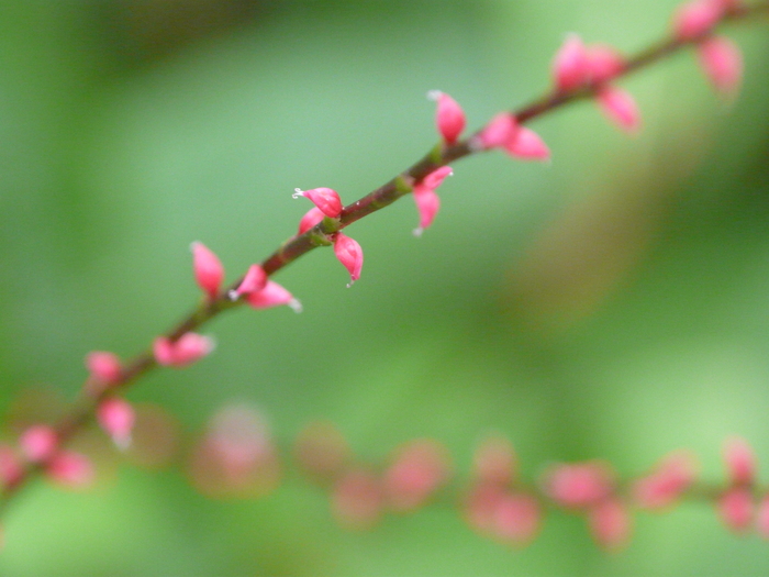 b0286321_9173666.jpg
