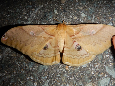 f0118332_0363957.jpg