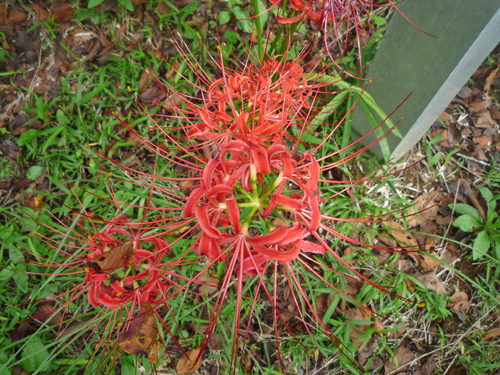 b0045357_11353521.jpg
