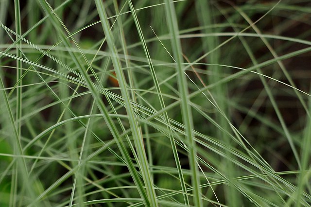c0183777_4142068.jpg