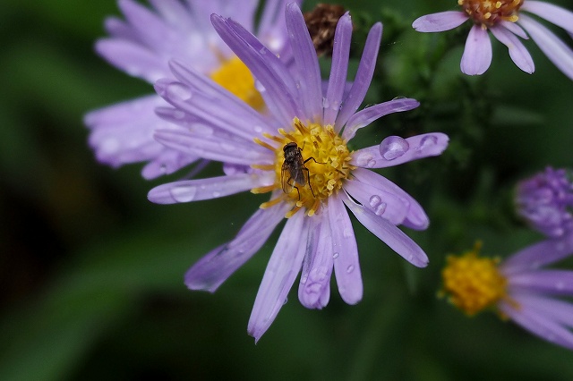 c0183777_41448.jpg