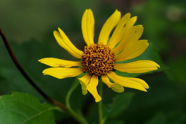 c0183777_4222283.jpg