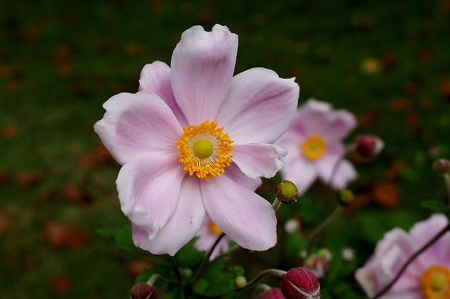 c0183777_4251872.jpg