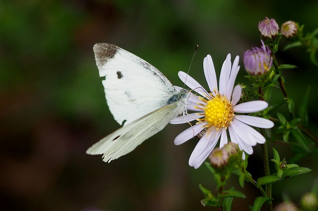 c0183777_43785.jpg