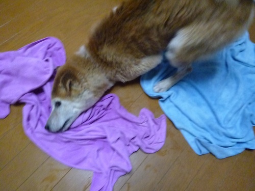 c0123890_20165450.jpg