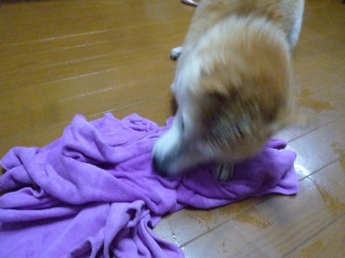 c0123890_2074825.jpg