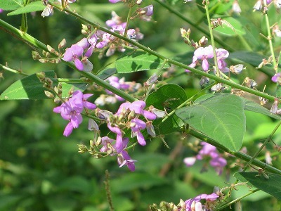 f0181394_18201117.jpg