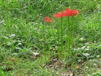f0181394_18202121.jpg