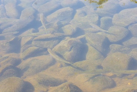 e0135219_1511825.jpg