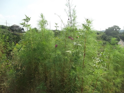 b0137932_15145579.jpg