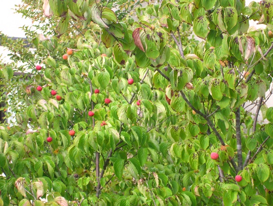 f0002833_11303637.jpg