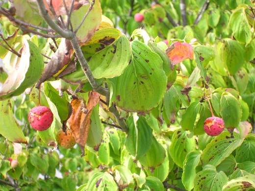 f0002833_1133556.jpg