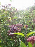 f0167635_9452981.jpg