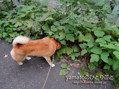a0286855_8234018.gif