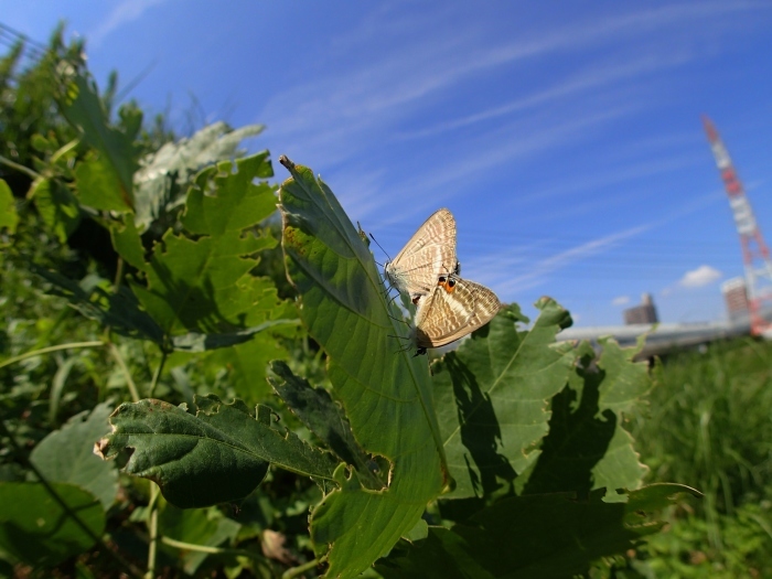 a0277496_13332344.jpg