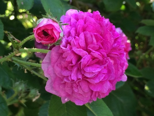 f0201297_17072608.jpg
