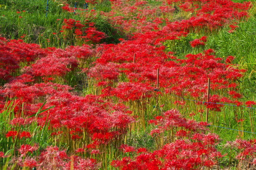 c0043403_2204675.jpg