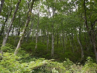 c0359615_21015802.jpg