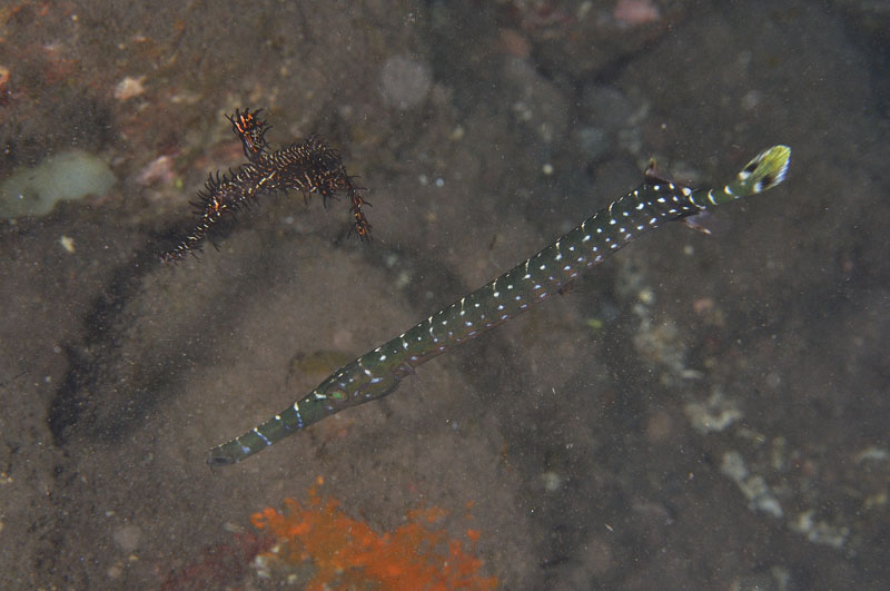 b0042837_5152623.jpg