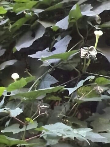 c0194042_11423384.jpg