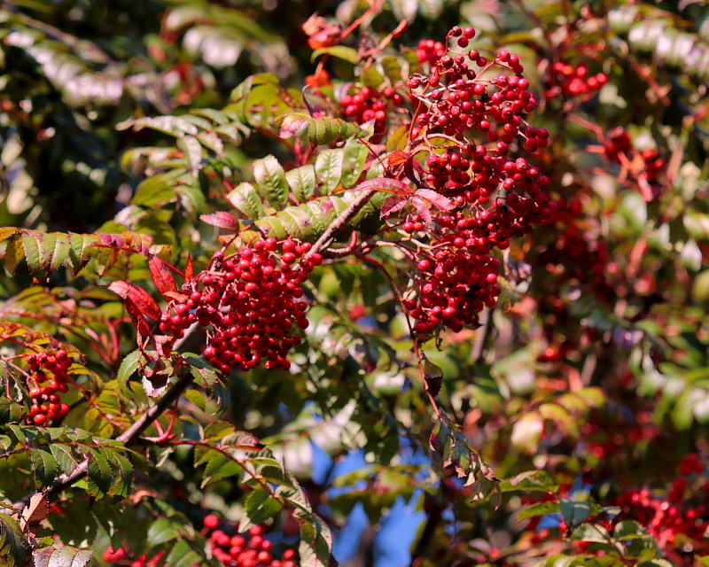 c0305565_17504326.jpg