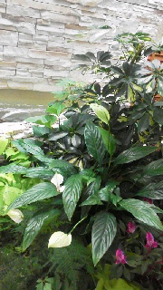 a0159974_8415996.jpg