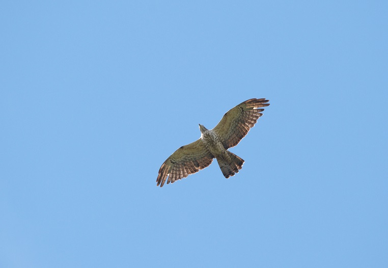 c0096278_9241525.jpg