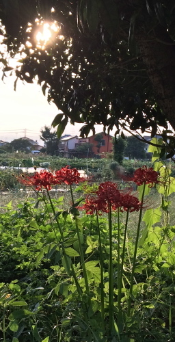 d0122088_19280190.jpg