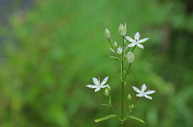 f0000789_9552580.jpg
