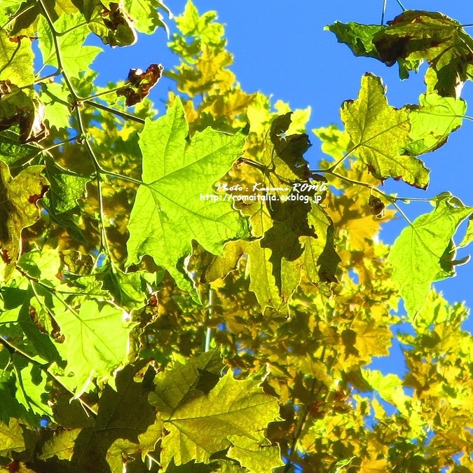 b0096600_2152452.jpg