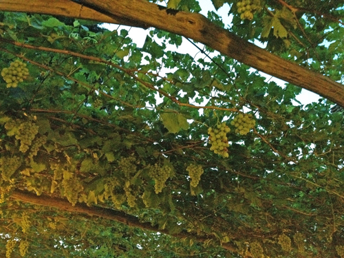 f0157724_21255196.jpg