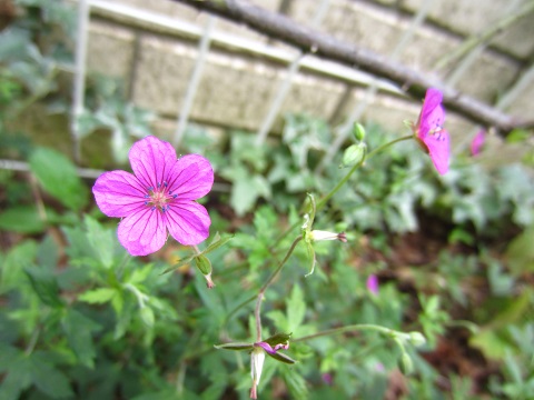 f0002833_17244051.jpg