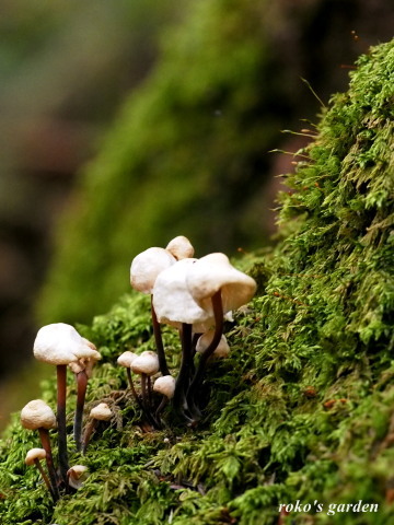 b0343934_22132012.jpg