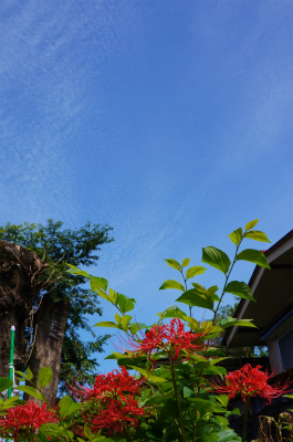 a0135840_8314276.jpg