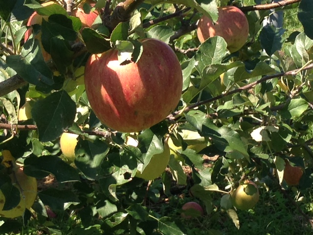 c0343447_8451695.jpg