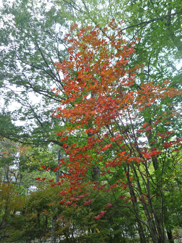 b0045357_9365367.jpg