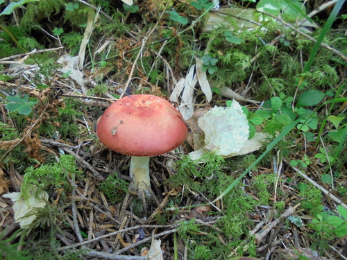 c0144868_23244077.jpg